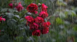 Prakiraan Cuaca Sejumlah Kota di Indonesia Hari Ini. (Pexels/chulmin1700)