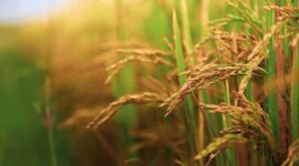 Bapanas menegaskan agar Perum Bulog menyerap produksi dalam negeri sebanyak-banyaknya pada periode panen raya. (Pixabay.com/arjunreddy223344)