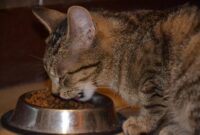Tips Memilih Makanan yang Tepat untuk Kitten. (Pixabay.com/kropekk_pl) 