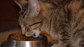 Tips Memilih Makanan yang Tepat untuk Kitten. (Pixabay.com/kropekk_pl) 