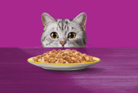 Menyimpan Makanan Kucing Agar Tetap Awet. (Dok. whiskasindonesia.com)