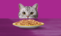 Tips Menyimpan Makanan Kucing Agar Tidak Cepat Basi atau Lembap