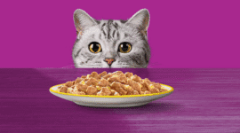 Menyimpan Makanan Kucing Agar Tetap Awet. (Dok. whiskasindonesia.com)